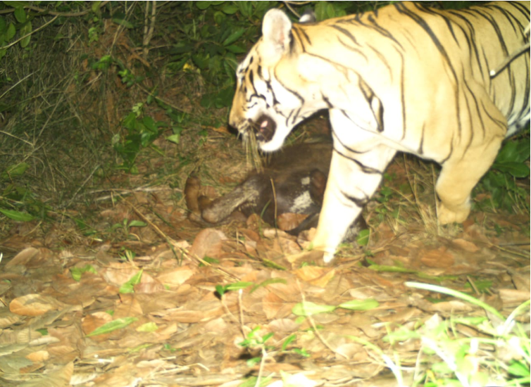 Tiger spotted in Vishakapatnam forest