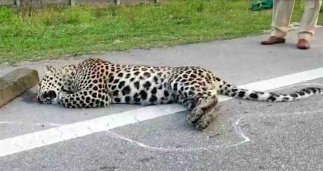 Leopard dies after being hit by unknown vehicle in Kamareddy