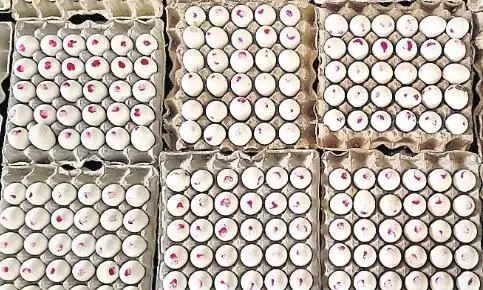 Jagananna Gorumudda: AP to distribute coloured eggs to schools