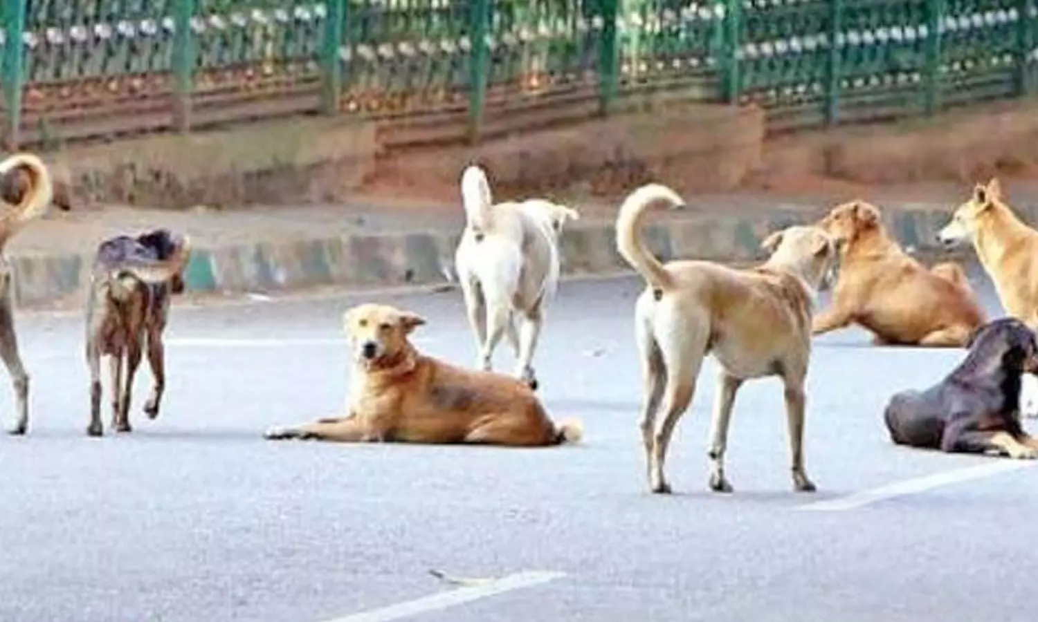 Telangana Government formulates steps to handle stray dog menace