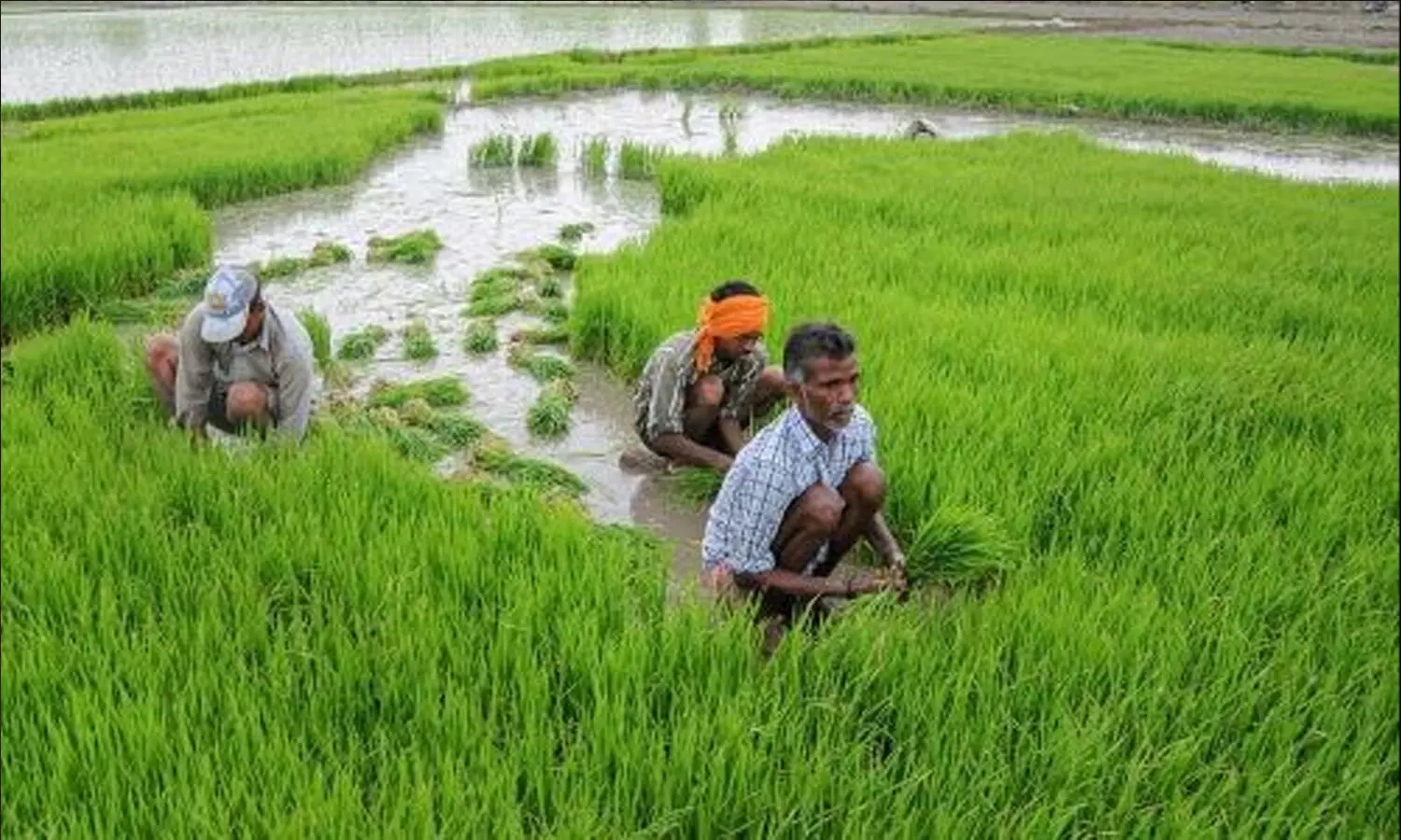 Delayed Monsoon: No need to panic as Telangana farmers have many alternatives