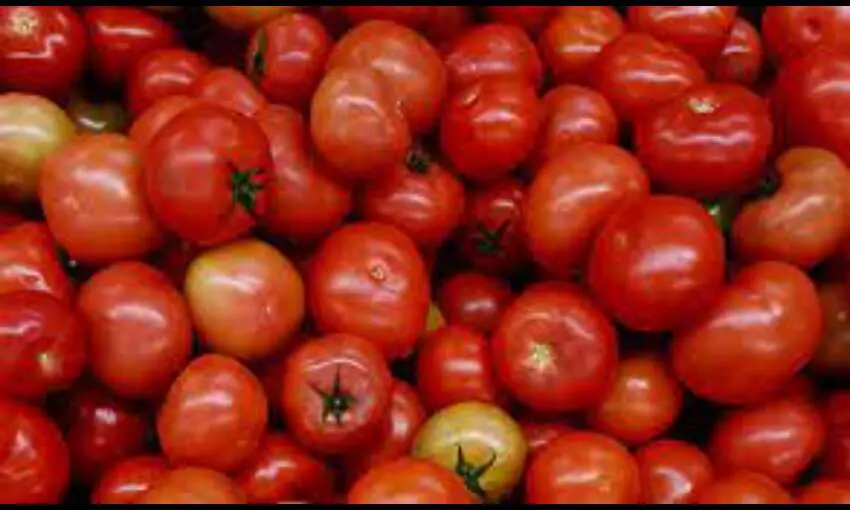 Centre to procure tomatoes from Andhra, Karnataka, Maharashtra to ensure equal distribution