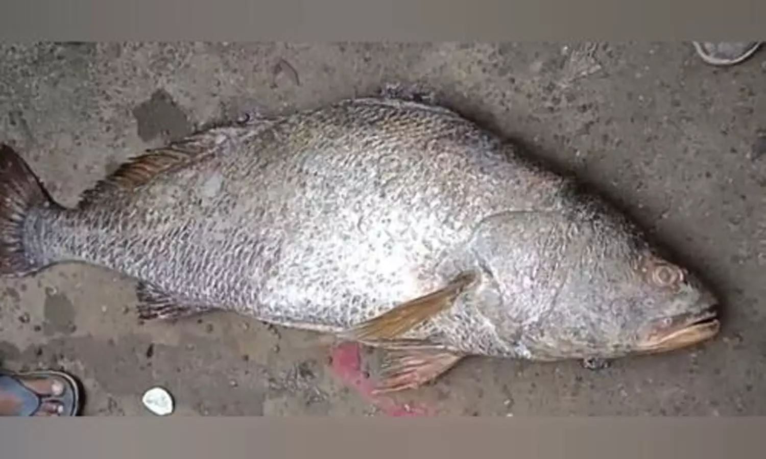 Kakinada Fishermen strike gold as 25 kg ‘kachidi’ fish, fetches record price of  Rs 3.10 lakh