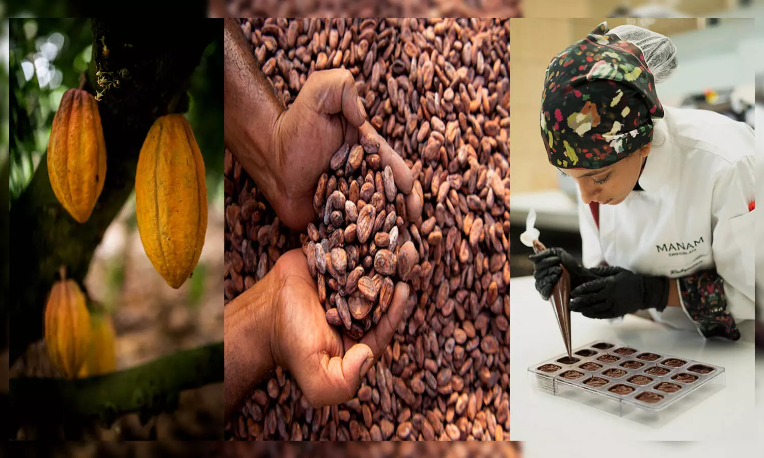From farm to fork, do you know how your mouthwatering chocolates are made?