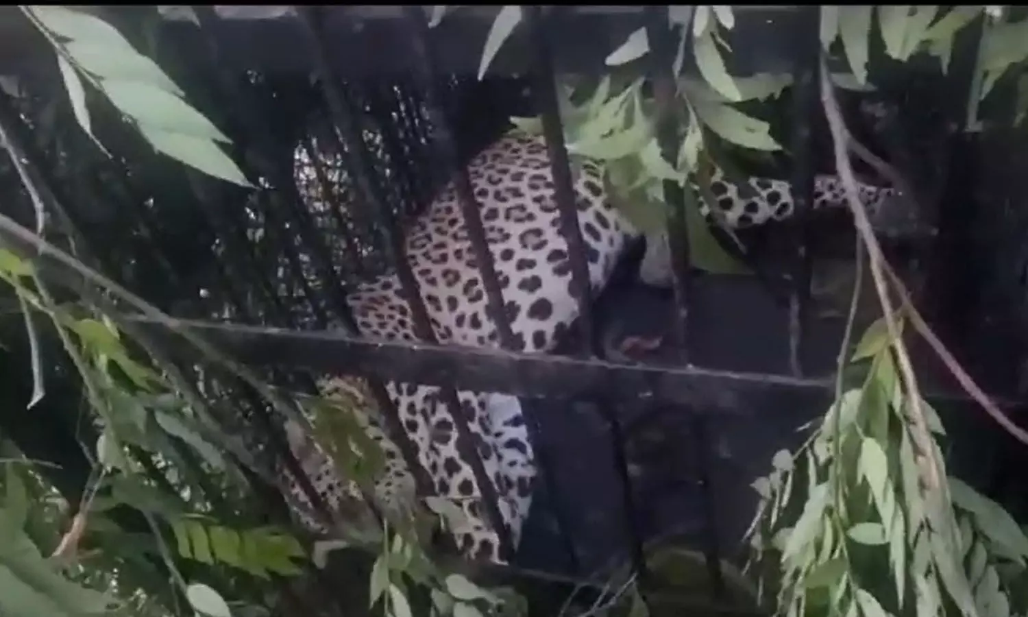 Tirumala: Forest department traps fourth leopard in Seshachalam forest