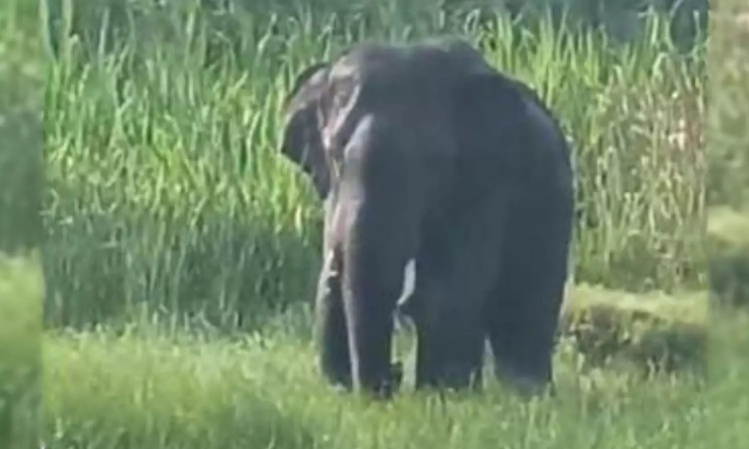 Elephant stomps three to death, captured in Chittoor after two days