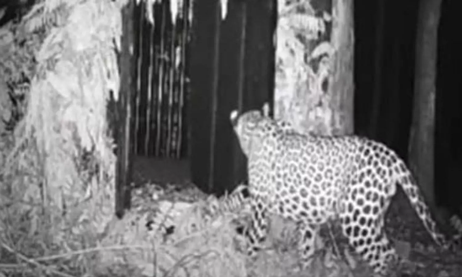 No respite for devotees thronging Tirumala, trap cameras capture one more leopards movement
