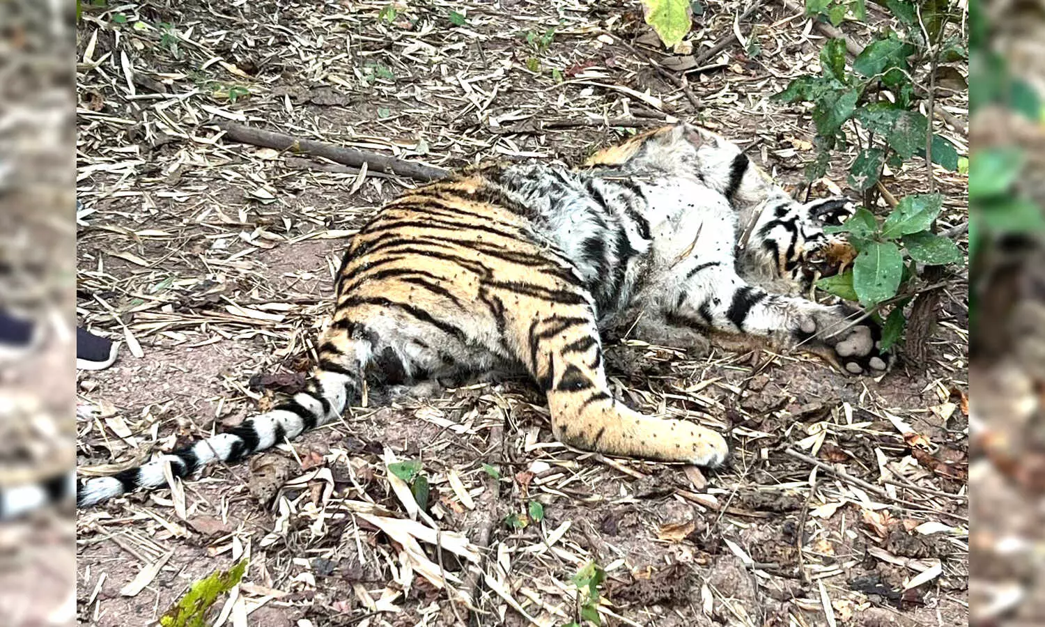 Territorial clash claims life of 1.5-year-old tigress in Kagaznagar jungle in Telangana