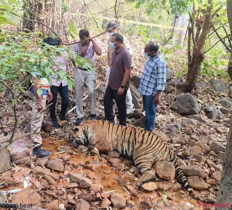 Tiger carcass found in Kagaznagar; poisoning suspected