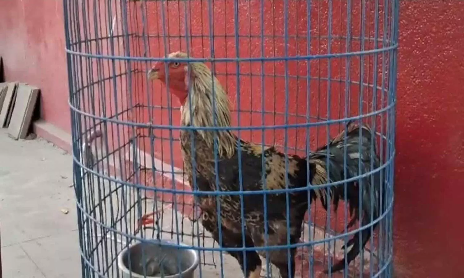‘Chicken Friday’: TSRTC Karminagar-2 depot to auction rooster on Jan.12
