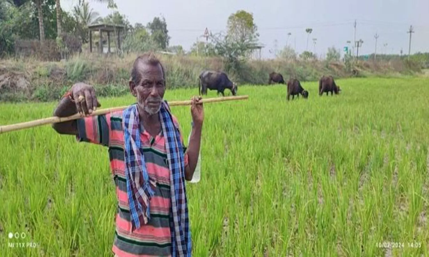 Water scarcity forces farmer to leave paddy fields for grazing in Khammam district