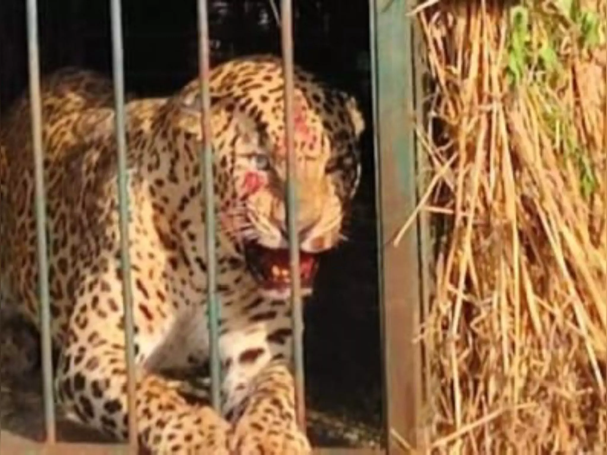 Leopard spotted at Shamshabad Airport caught after six days